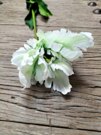 Mooie grote open tulp cremewit