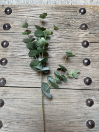 Mooie groene tak eucalyptus