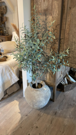 Stoere olijfboom vergrijsd 140 cm