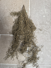 Mooie slinger tillandsia grijs kunst