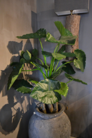 Mooie grote kunst alocasia 120 cm