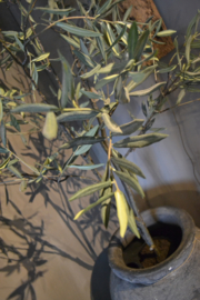Prachtige grote olijfboom kunst