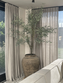 Prachtige grote olijfboom kunst XXL vergrijsd