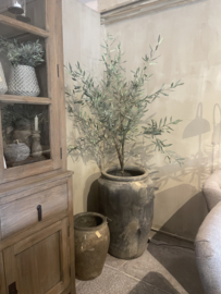 Prachtige  olijfboom kunst vergrijsd