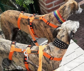 Veiligheidstuig Y-model ORANJE