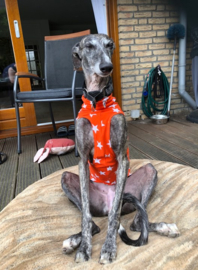 Zomershirtje sterren oranje