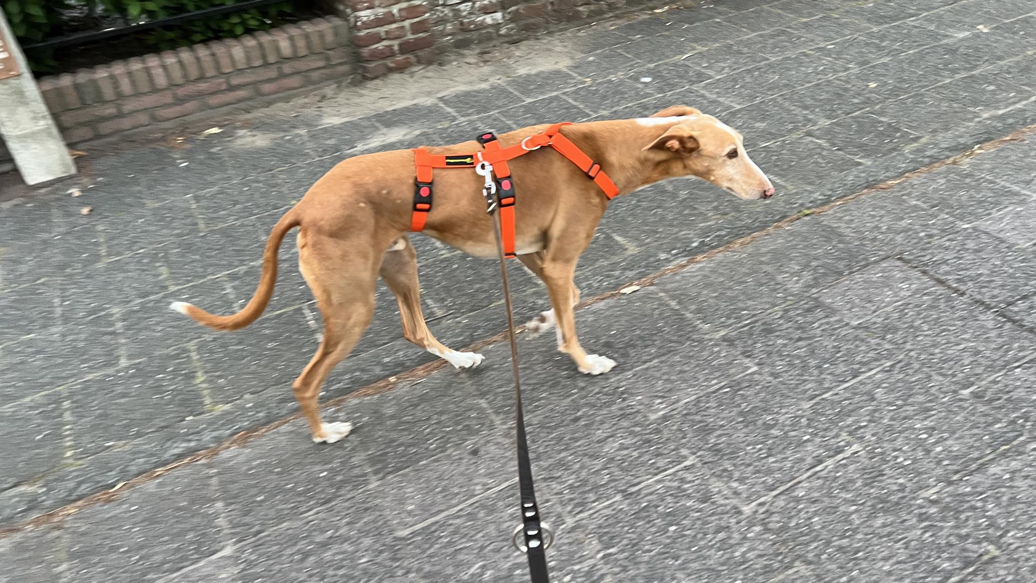 Veiligheidstuig Y-model ORANJE
