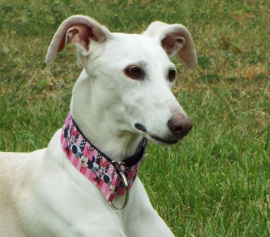 Halfslip Martingales - Minnie Mouse