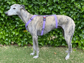 * NIEUW * Veiligheidstuig Y-model LILA