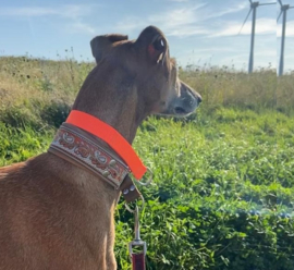 Halfslip Martingales  -  2,5 cm ORANJE