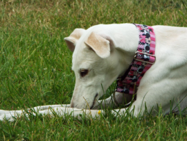 Halfslip Martingales - Minnie Mouse 2