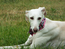 Halfslip Martingales - Minnie Mouse