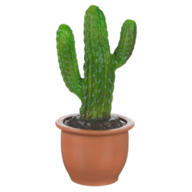 Lamp Cactus in pot