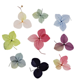 NailArt Dry Flowers