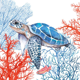 Servet - the turtle - PPD