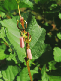 Rhodonite