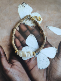 Shell and Coconut