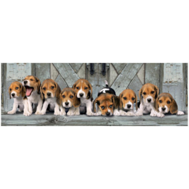 Beagles  Panorama 1000 stukjes