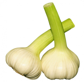 Plantgoed Sabagold