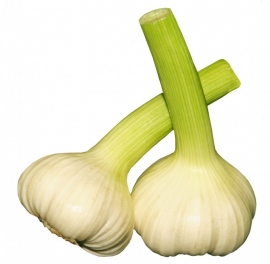Plantgoed Messidor