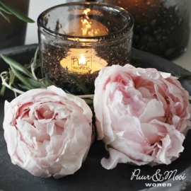 Gevriesdroogde Pioenroos Shirley Temple | Licht Roze/Creme