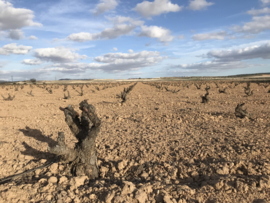 Pio The Quiet Life Monastrell (€ 21,95)