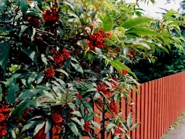 Tuinhek in Zweeds rood