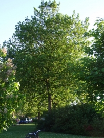 Platanus acerifolia / Plataan