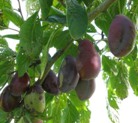 Prunus domestica 'Betuwse Kwets'