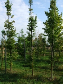 Carpinus Fastigiata / zuilvormige haagbeuk