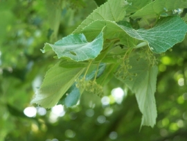 Tilia Tomentosa / Zilverlinde