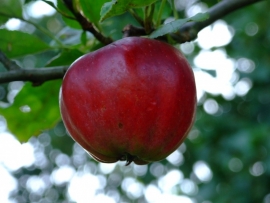 Malus d. `Rode Herfstcalville` / Handappel