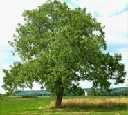 Juglans Regia - Walnoot of okkernoot