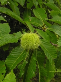 Castanea sativa /Tamme kastanje