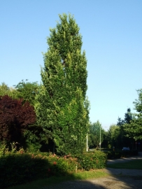 Quercus Robur `Fastigiata` / Zuileik