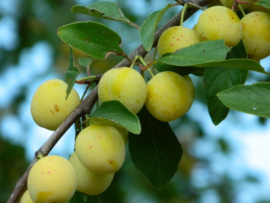 Prunus domestica 'Reine Claude d'Oullins'