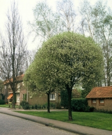 Prunus x eminens umbraculifera - Bolprunus (sierkers)