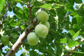 Prunus domestica 'Reine Claude Verte'