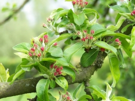 Malus x robusta ‘Red Sentinel’ / sierappel