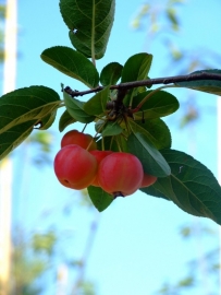 Malus x robusta ‘Red Sentinel’ / sierappel