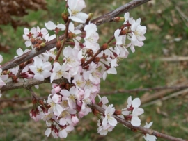 Prunus cerasifera `Nigra` / Roodbladige sierkers