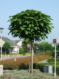 Catalpa bignonioides `Nana` / bolcatalpa