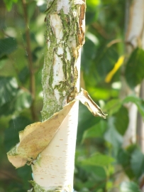 Betula Jacquemonti / Hymalajaberk