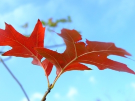 Quercus Palustris / moeraseik