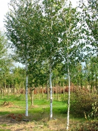 Betula Jacquemonti / Hymalajaberk