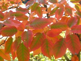 Amelanchier lamarckii / krentenboompje