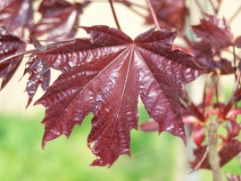 Acer platnoides ‘Royal Red’ / Rode Esdoorn
