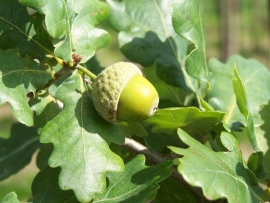 Quercus Robur `Fastigiata` / Zuileik