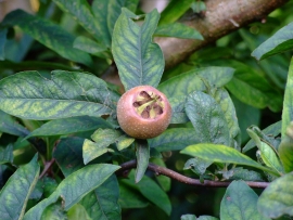 Mispilus germanica 'Westerveld'