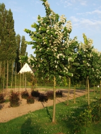 Tilia Tomentosa / Zilverlinde